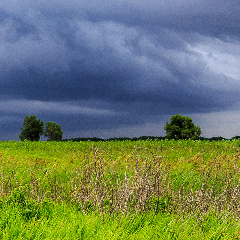 Thunderstorm growing in the distance with green field and trees in the foreground.