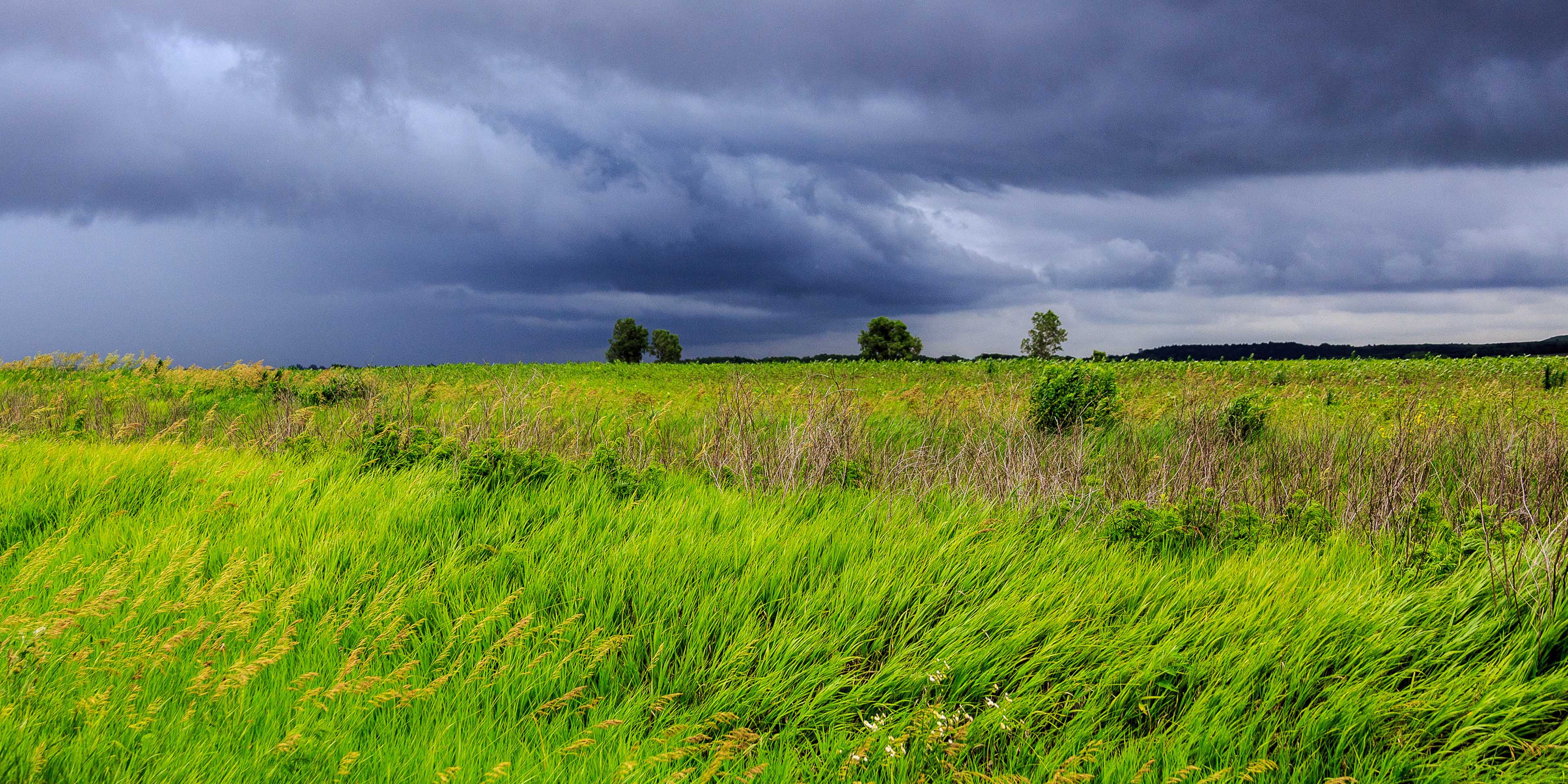 Thunderstorm building in the distance with green field and trees in the foreground.
