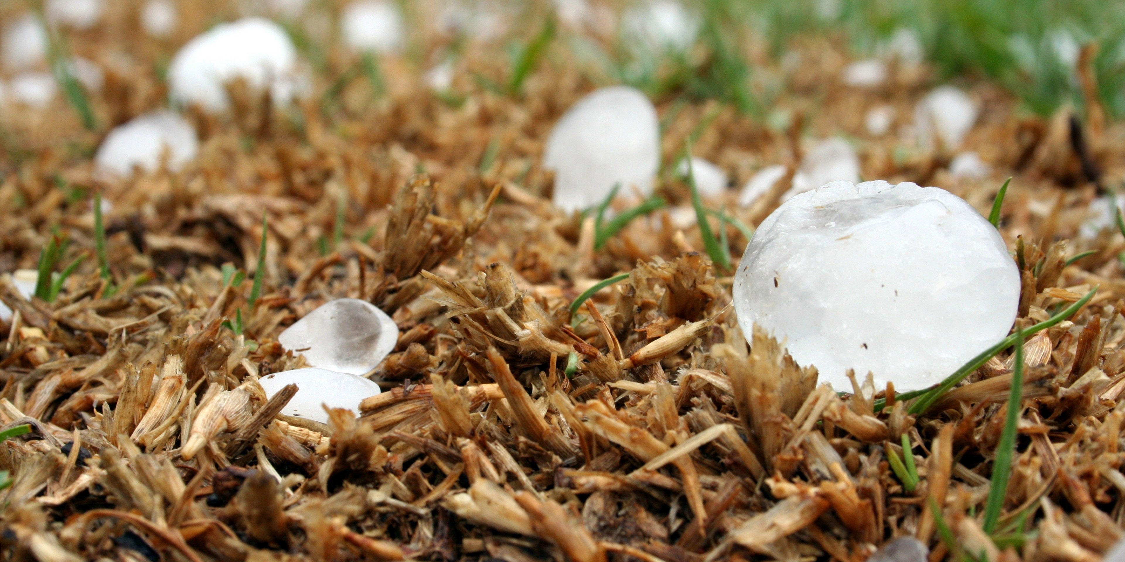 Large hail stones on grass