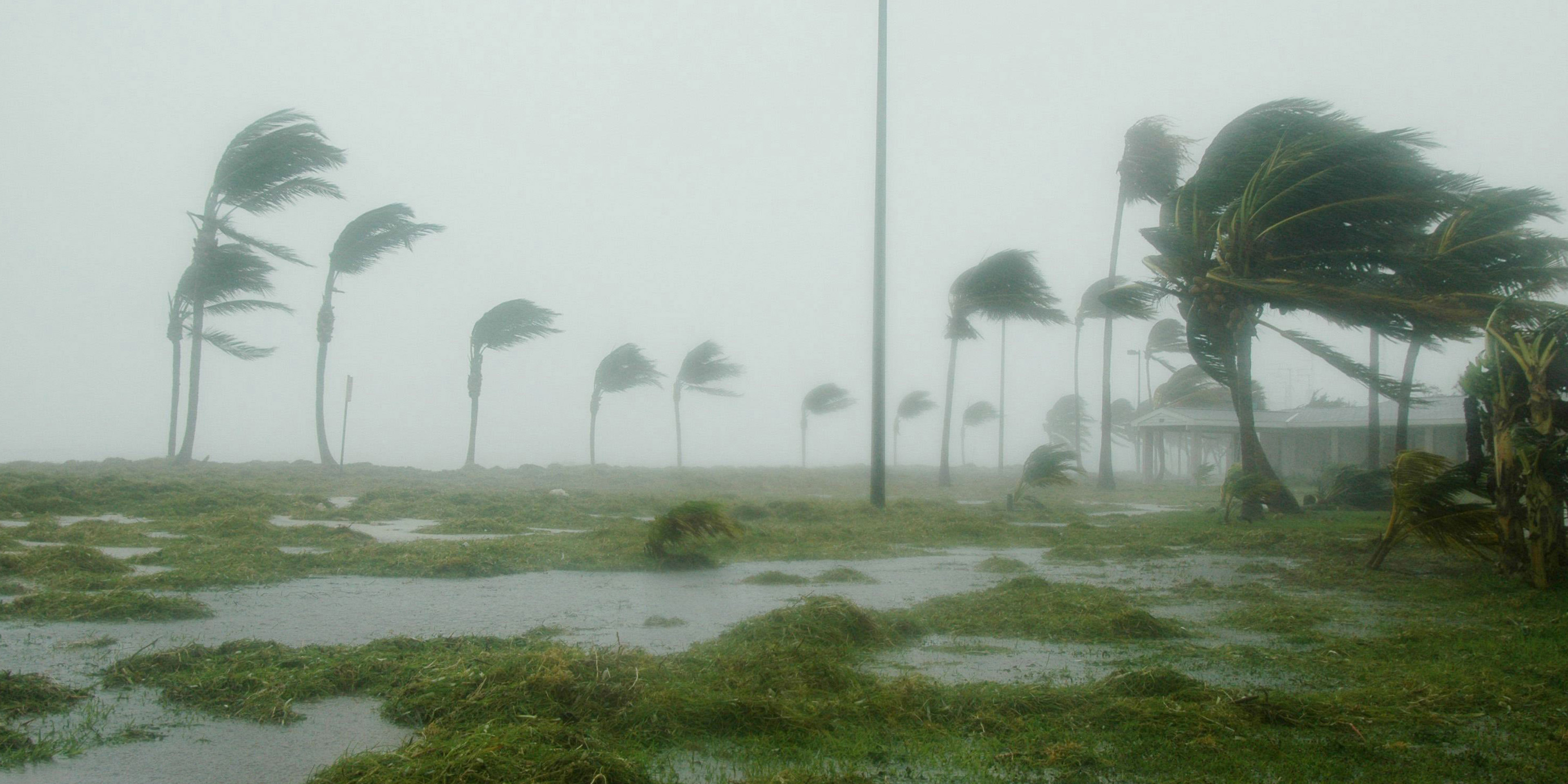 Palm trees blowing in heavy wind and heavy waves during storm