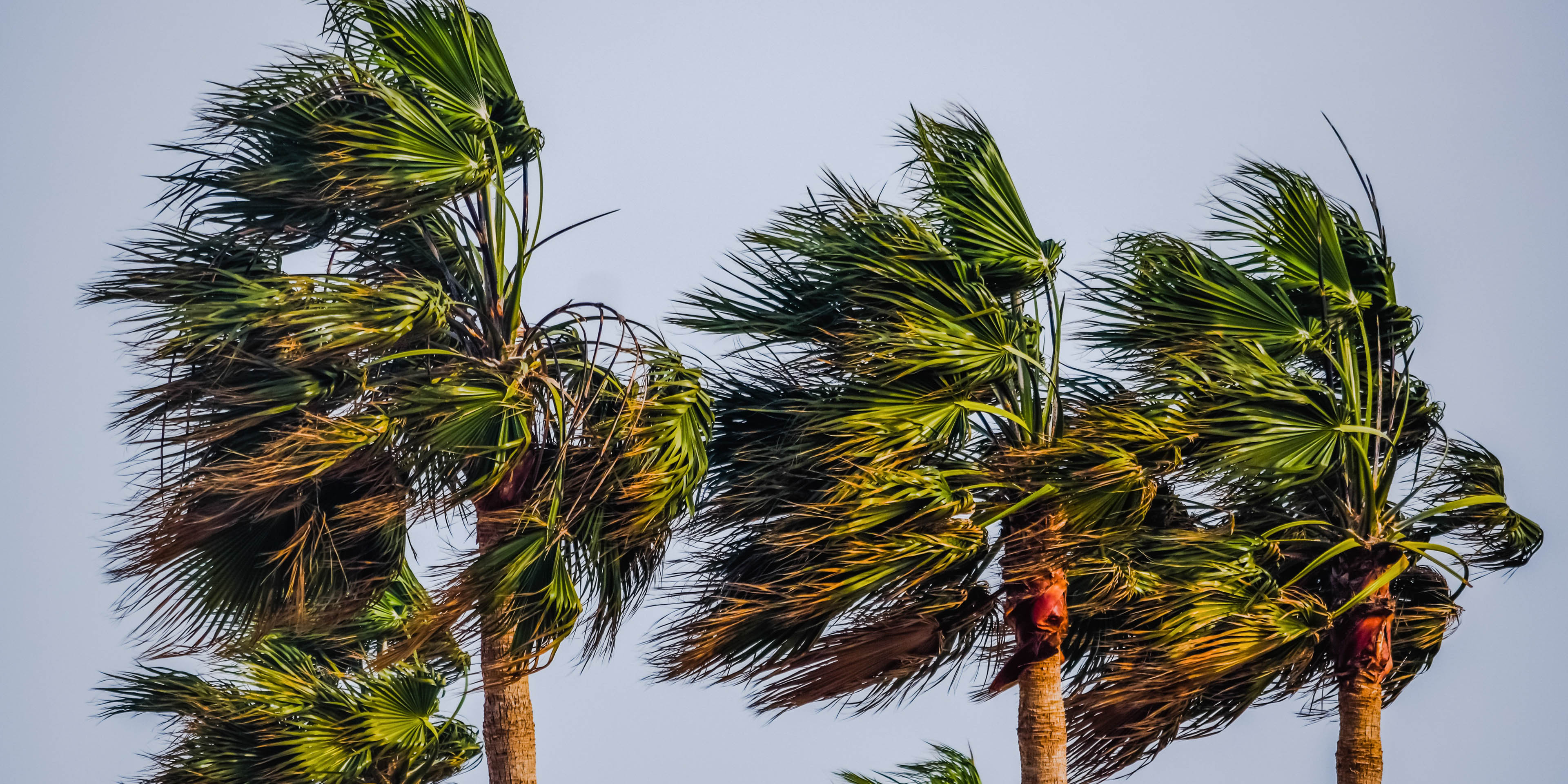 Palm trees blowing in heavy wind